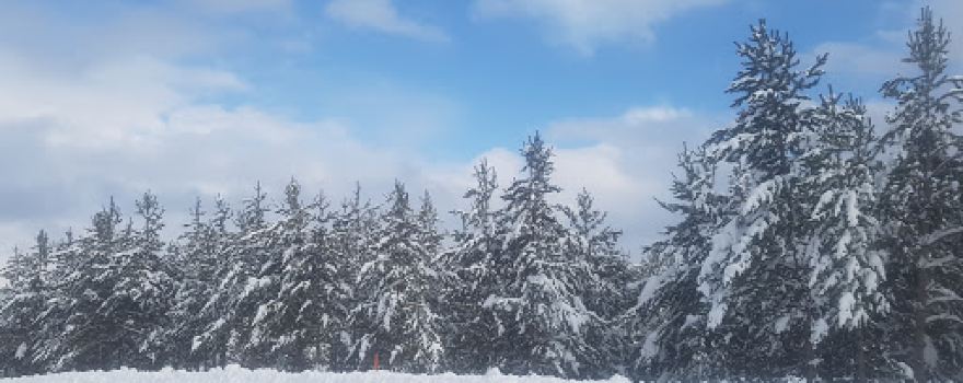 Süngütaşı Stream