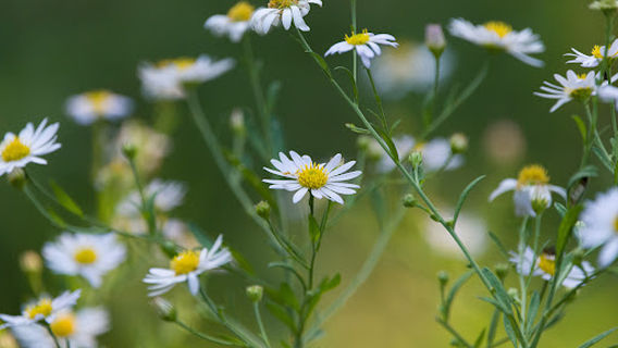 Nature Observation Garden