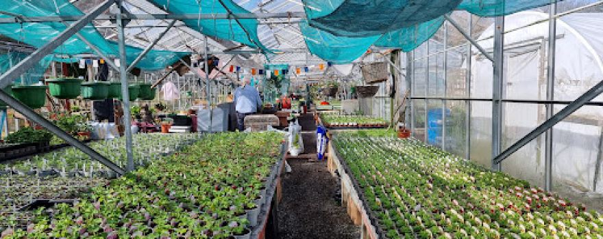 Wyaston Nursery
