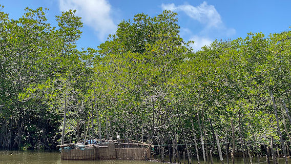 Cinnamon Island
