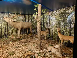 Muzeul de Științele Naturii din Dorohoi