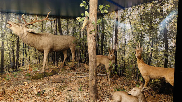 Muzeul de Științele Naturii din Dorohoi