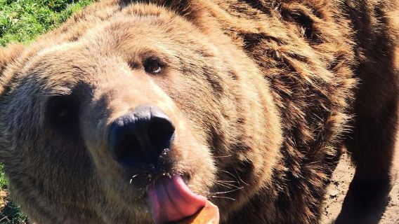 Bear Farm