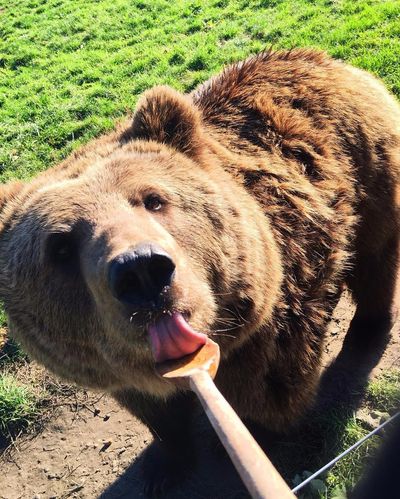 Bear Farm