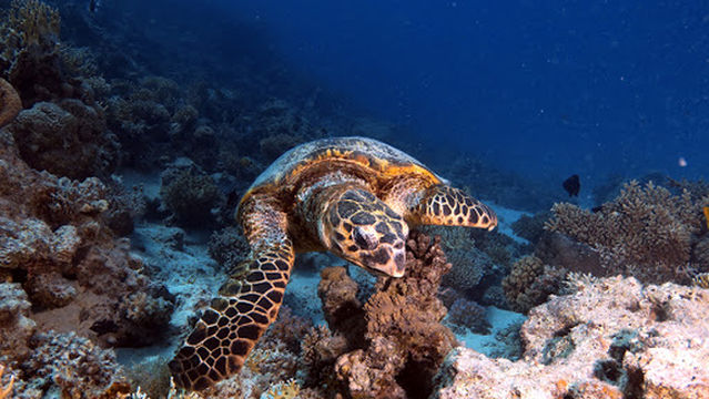 Scuba Diving Hurghada Diving Center office