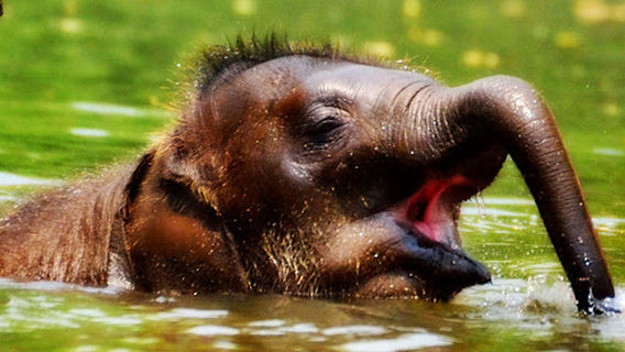 ปางช้างแม่วาง1989 MaeWang elephant camp(Inception1989)