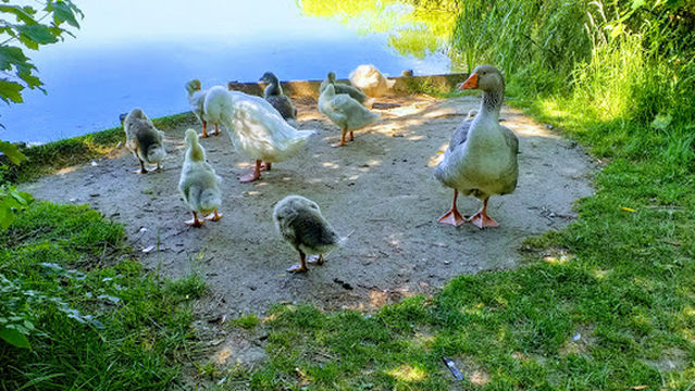 Office National des Forêts (ONF)