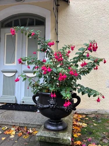 Vihula