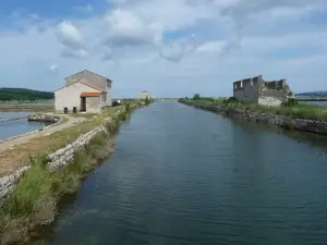 Sečoveljske soline