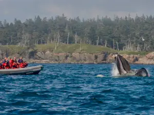 Jolly Breeze Whale Adventures