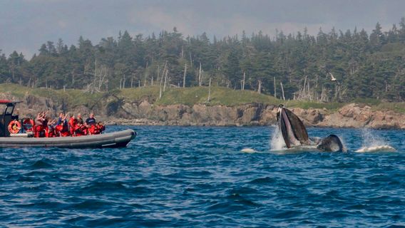 Jolly Breeze Whale Adventures