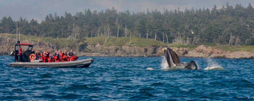 Jolly Breeze Whale Adventures