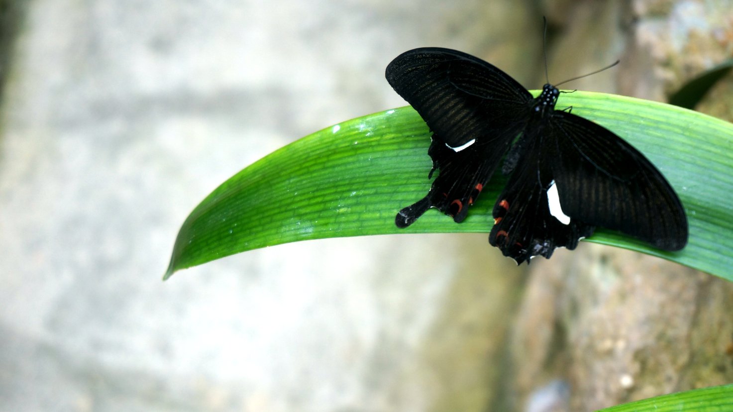 Cameron Highland Butterfly Farm