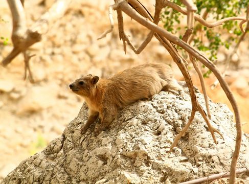 En Gedi Nature Reserve