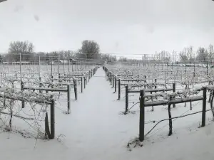 Tongue River Winery