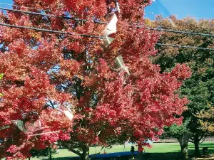 Withers Park