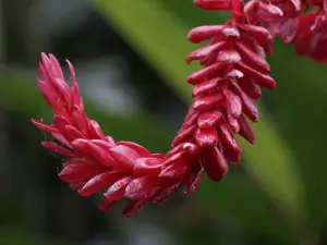 Exotic Tropical Flora Park