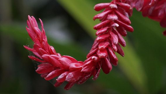 Exotic Tropical Flora Park