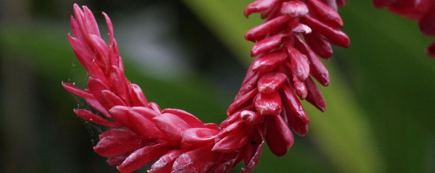Exotic Tropical Flora Park