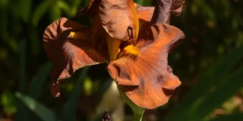 Brooks Gardens Peonies
