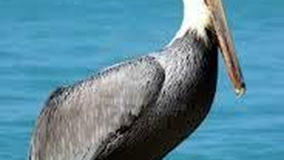 Island Pearl Excursions