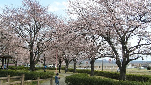 Arakawa Sakura-zutsumi Park