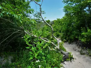 Corson's Inlet State Park