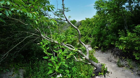 Парк штата Корсонс Инлет