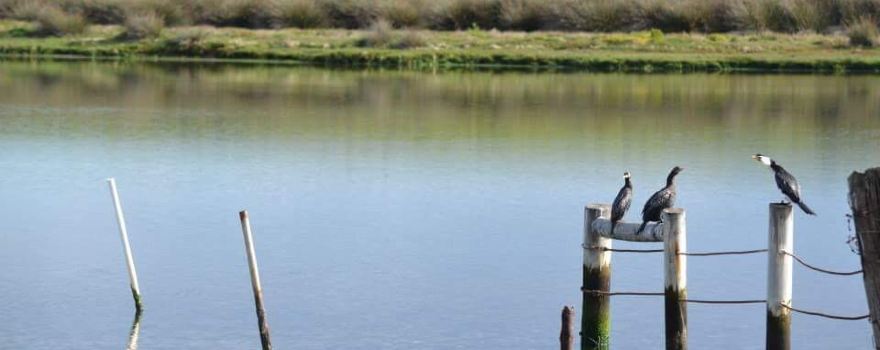 Grahams wetland reserve