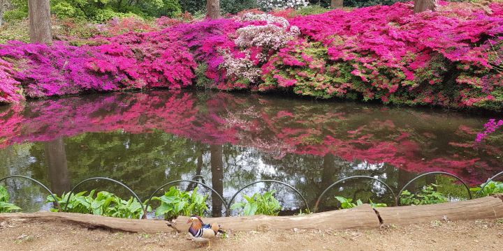 Isabella Plantation