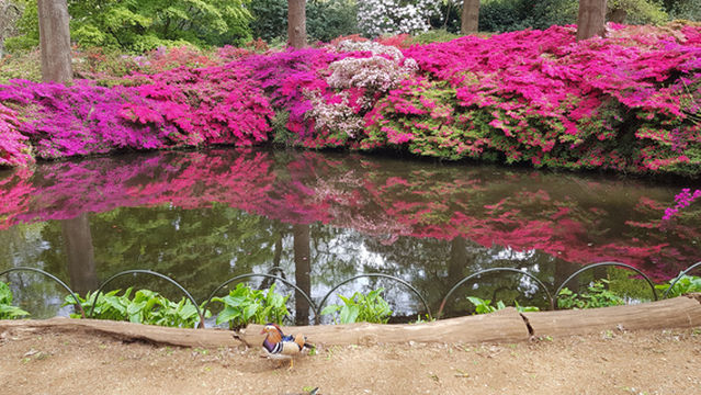 Isabella Plantation