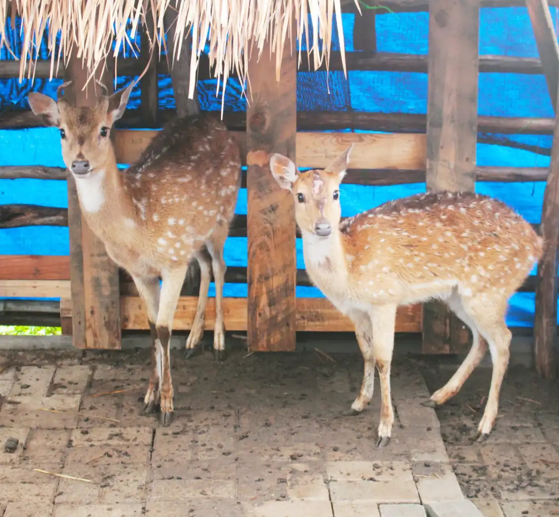 Hotels near KidZoo PVJ