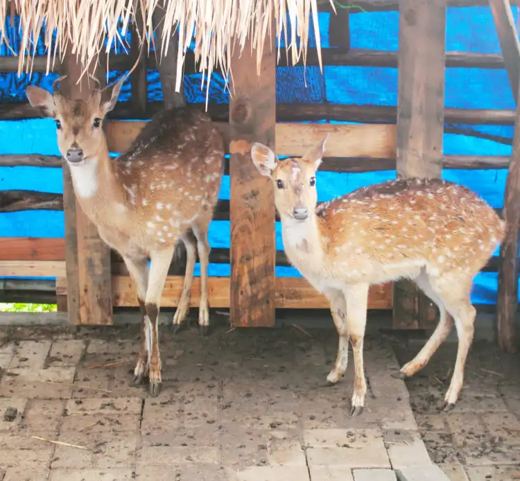 Hotels near KidZoo PVJ