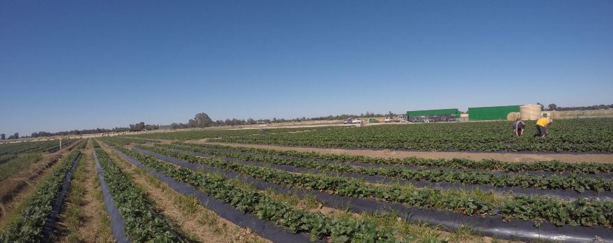 The Strawberry Pick