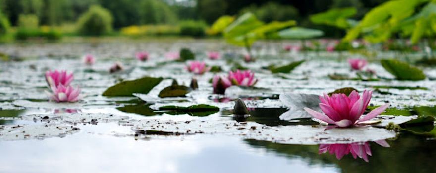 Niktha Lotus pound