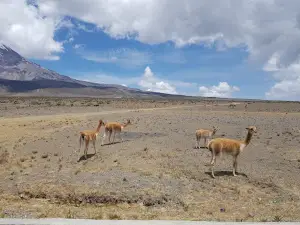 El Arenal
