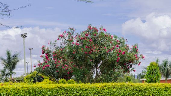 Central Park- Lions Garden