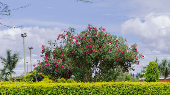 Central Park- Lions Garden