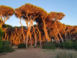 Rimigliano Coastal Park