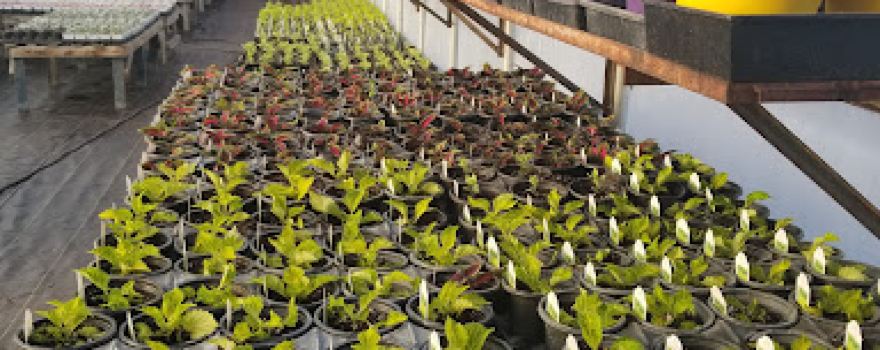 Garden Gate Nursery & Tree Service