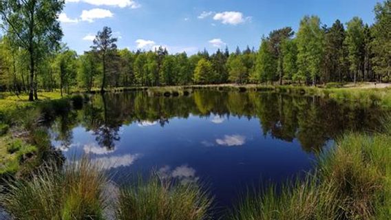 Zwolse bos