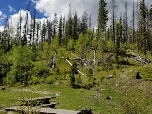 Libby Creek Pine Campground