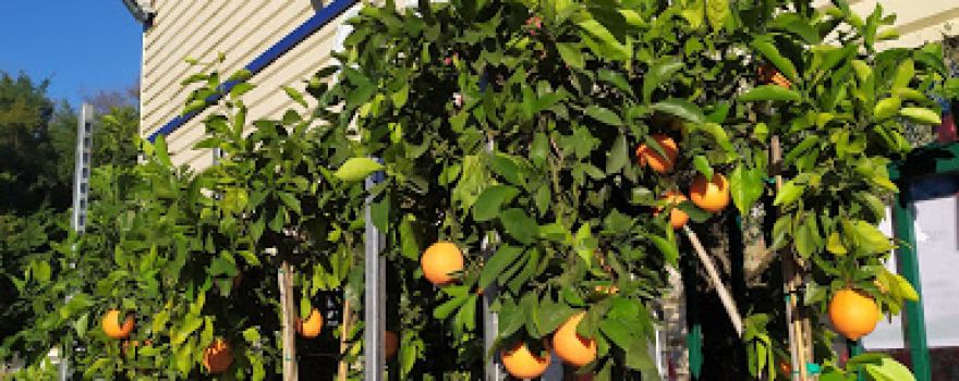 Jardiprix le discount du jardin