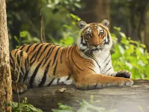 Rajaji Tiger Reserve