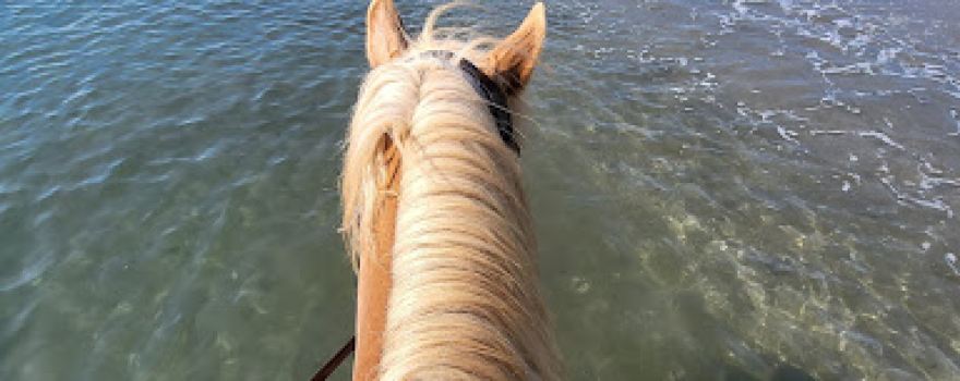 Pony Club Paese Di U Cavalluciu