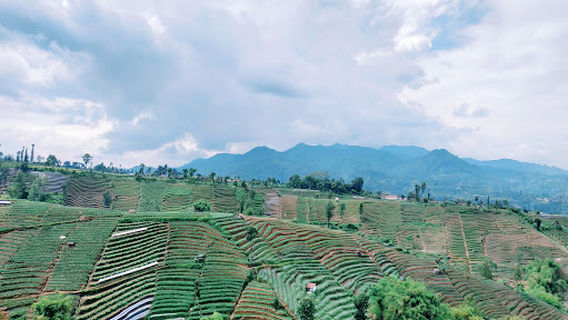 Sucinaraja
