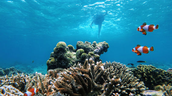 Wisata Gili Ketapang (Anam Snorkeling)