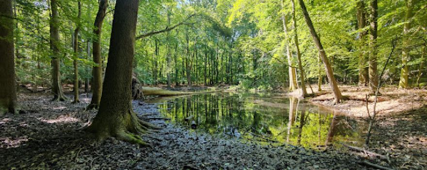 Emerson Woods Trail