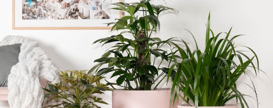 Urban Plant Boutique