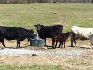 Sandyland Acres
